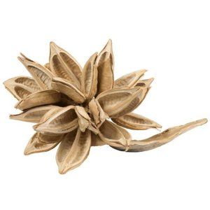 Vickerman Home Decor Star Pod 12-16", Extra Large